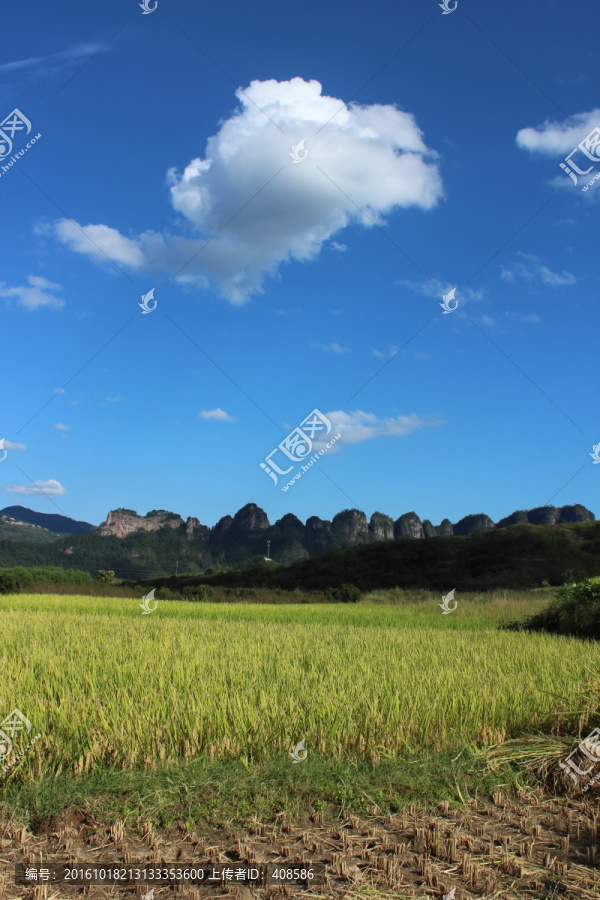 田野,水稻,山川,蓝天白云,山