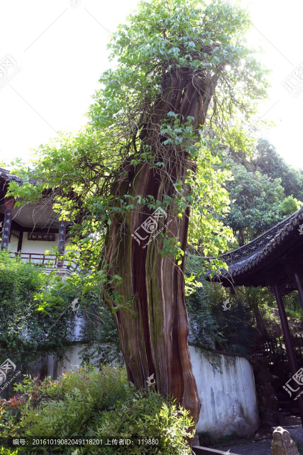 雷劈树枯木逢春