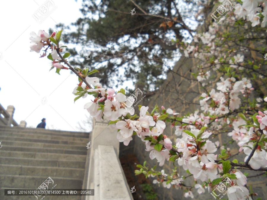 桃花,樱花,梨花