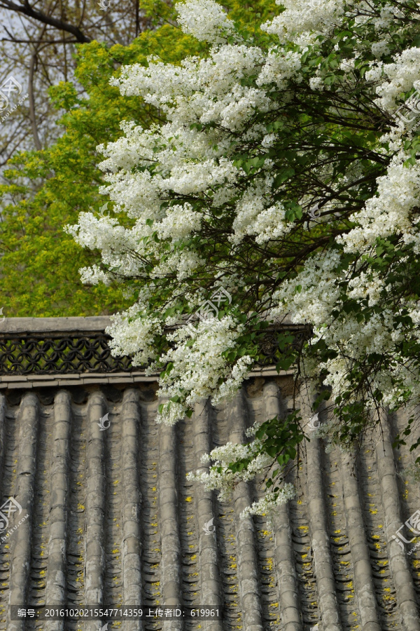 丁香花,灰瓦屋顶