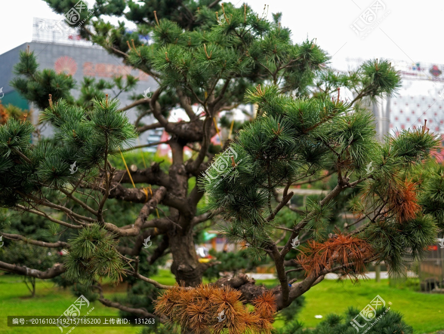 松树,松针,松树盆景