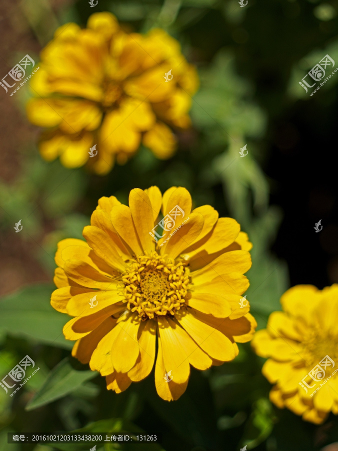 黄色菊花,黄色,秋菊