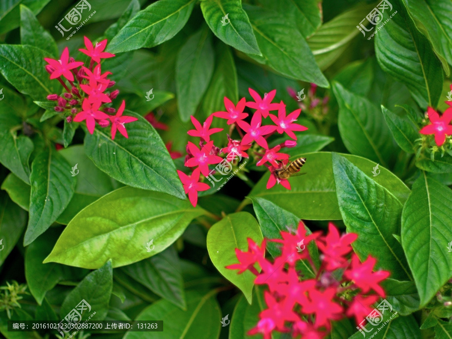 蜜蜂,繁星花,红色小碎花