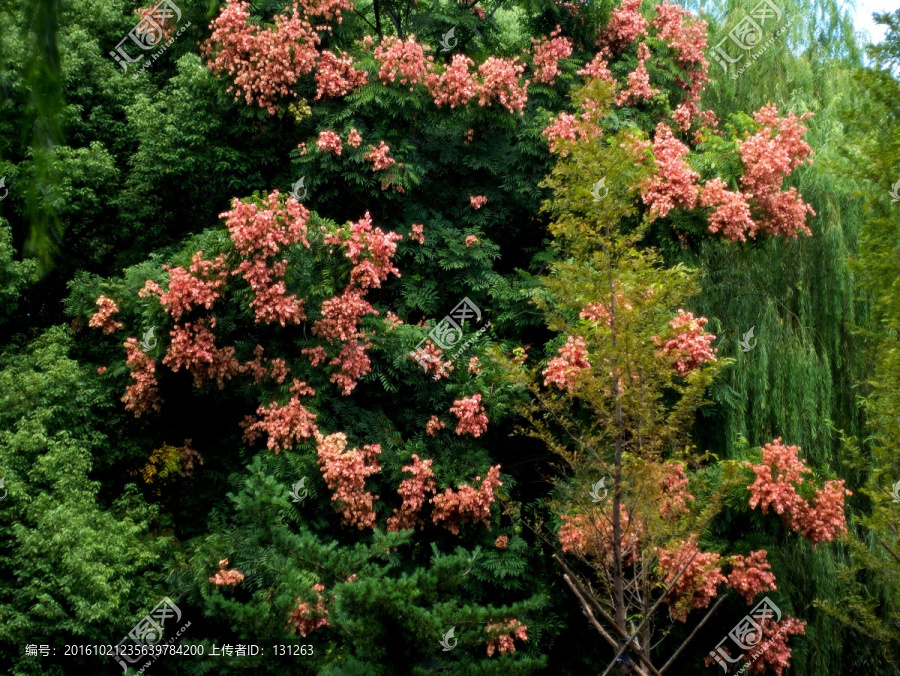 栾树花,树开花,红色花