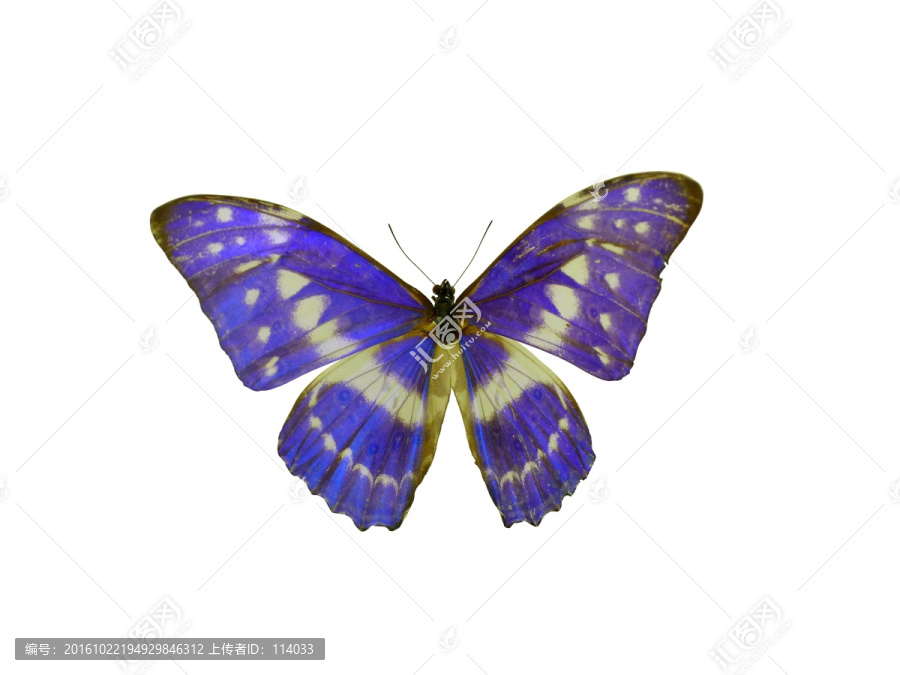 哥伦比亚国蝶,塞浦路斯闪蝶