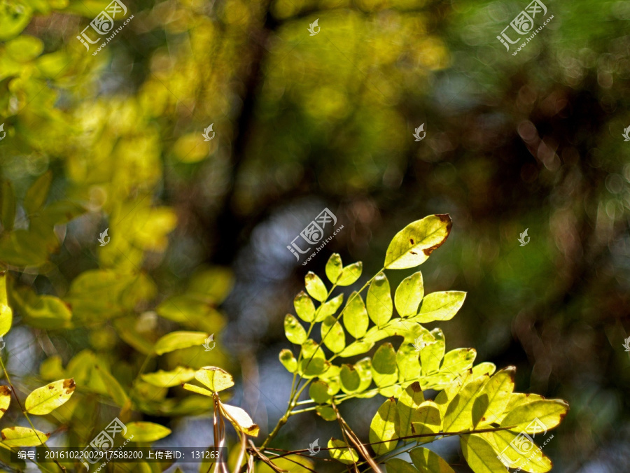 阳光下的植物黄叶,秋天黄叶