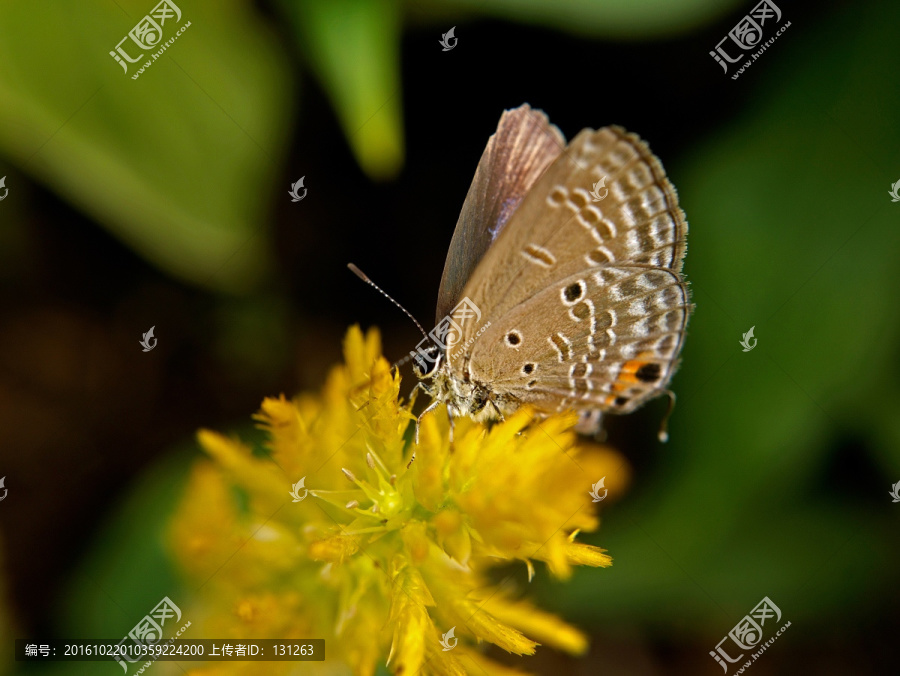 蓝灰蝶,黄凤尾鸡冠花,昆虫微距