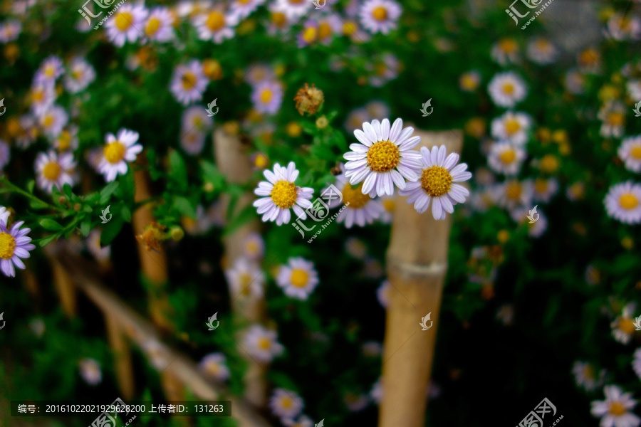 毛华菊,白色野菊花,竹栅栏