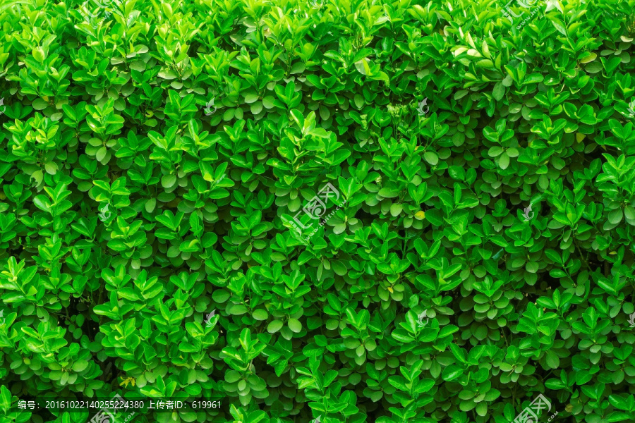 绿色植物墙,冬青绿叶