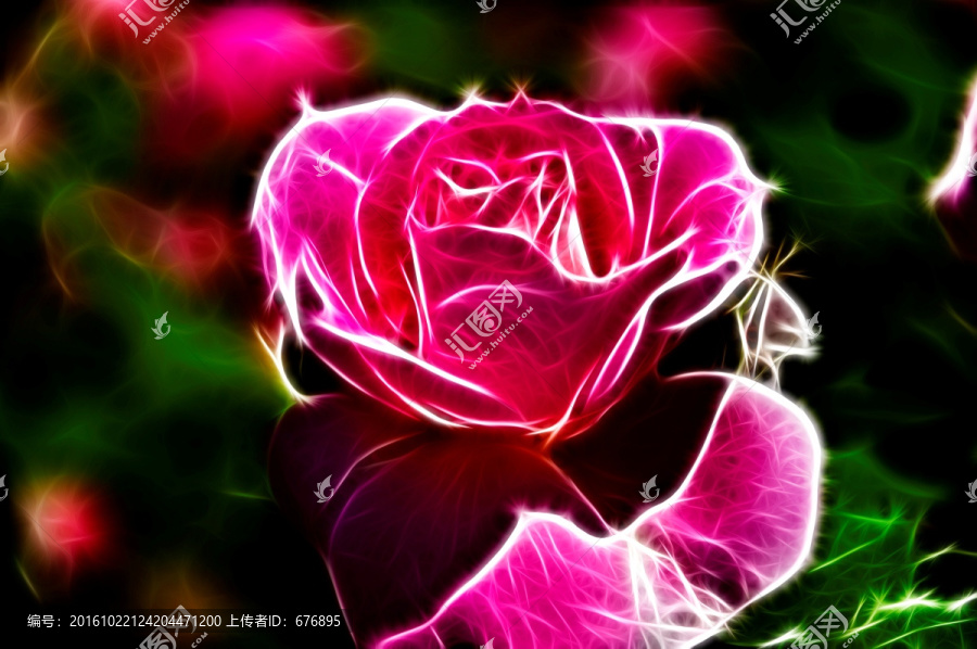 月季花