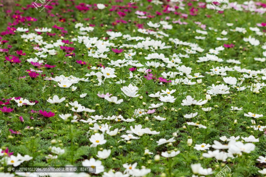 洛桑花