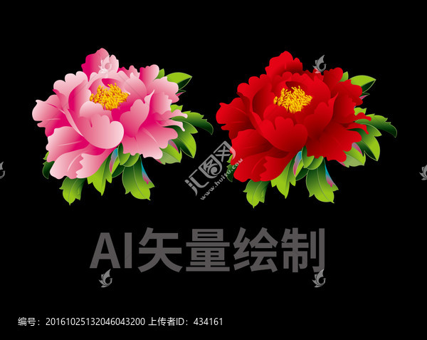 牡丹花