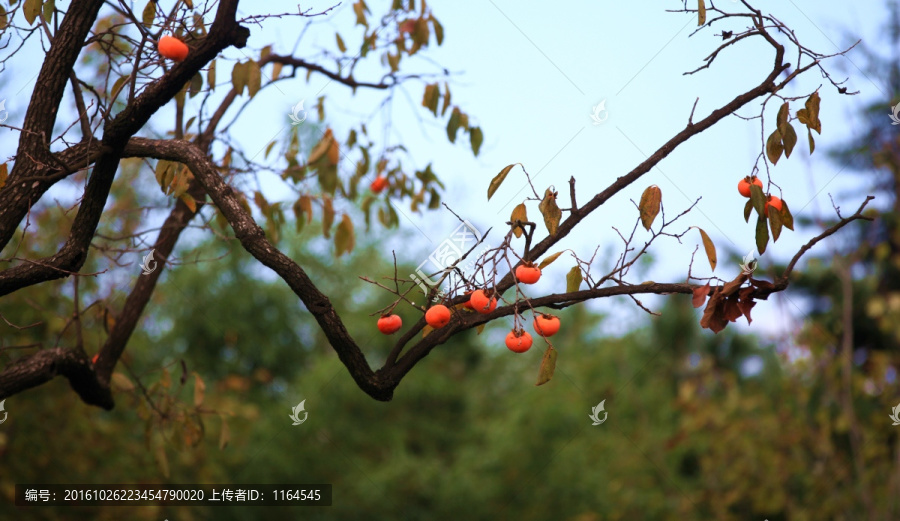 金秋红柿