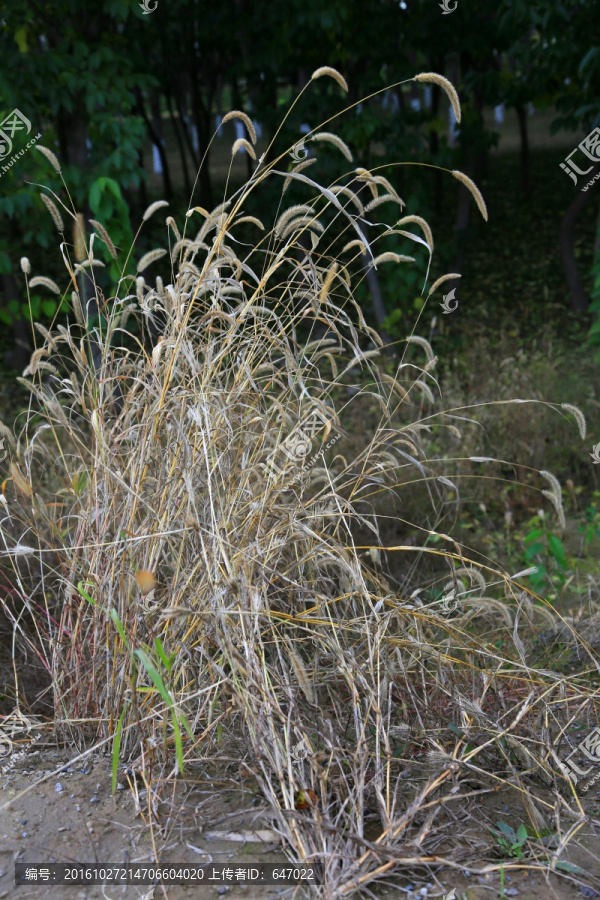 狗尾巴草