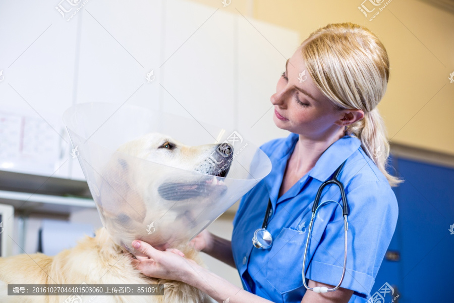 兽医为小狗做检查