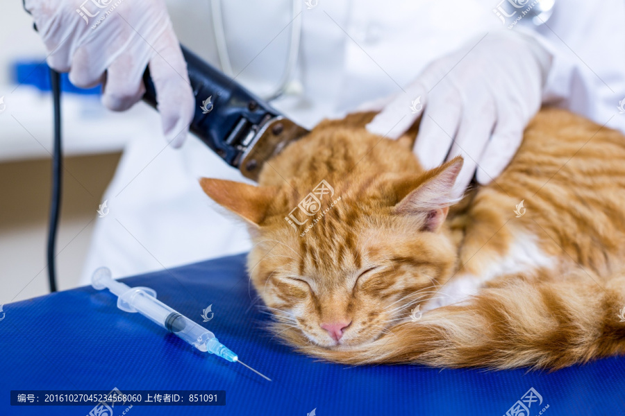 兽医为猫做治疗
