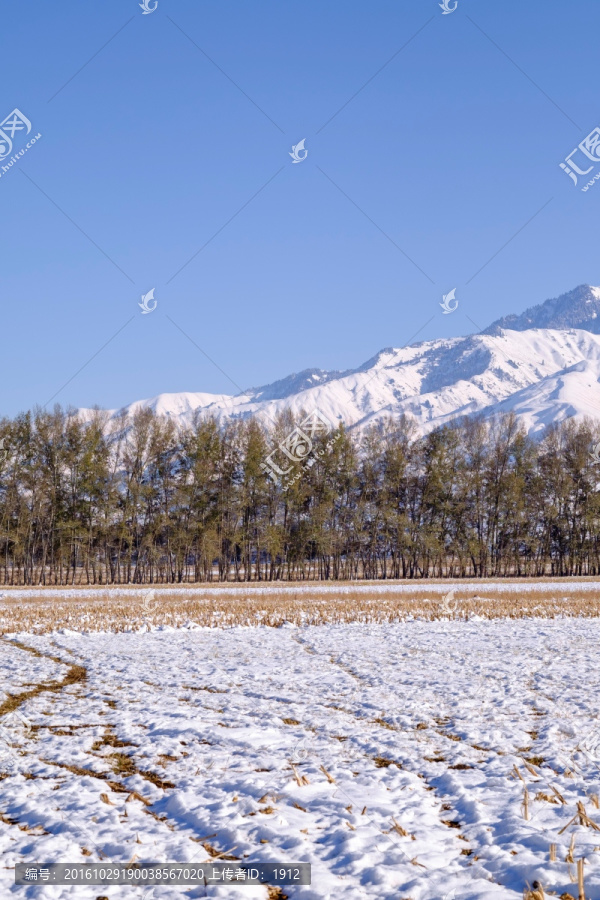 田野