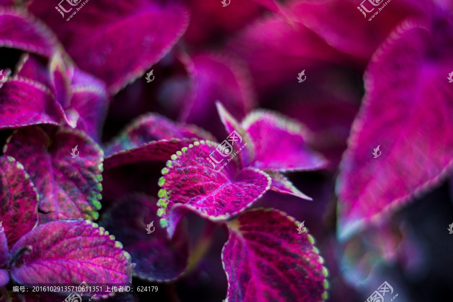 紫色叶片