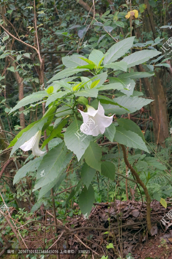 洋金花,白花曼陀罗,植株特写