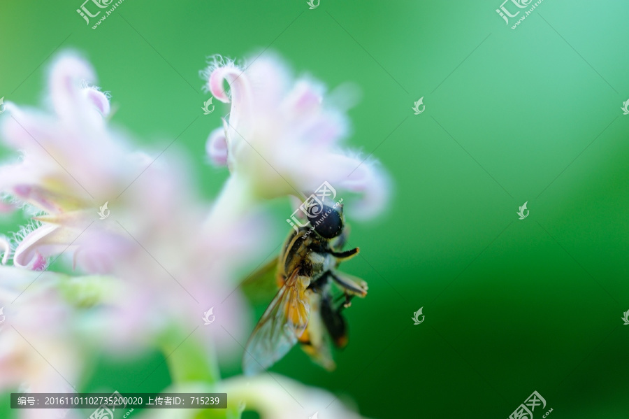 蜜蜂尸体