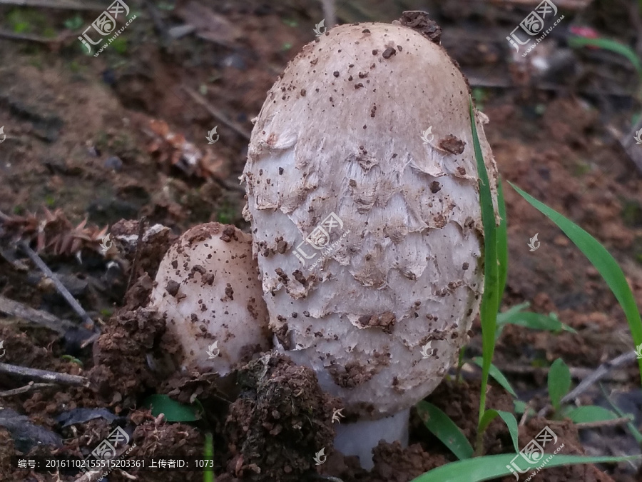 野生草菇