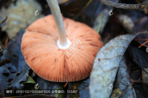 蘑菇,菌类,野生菌