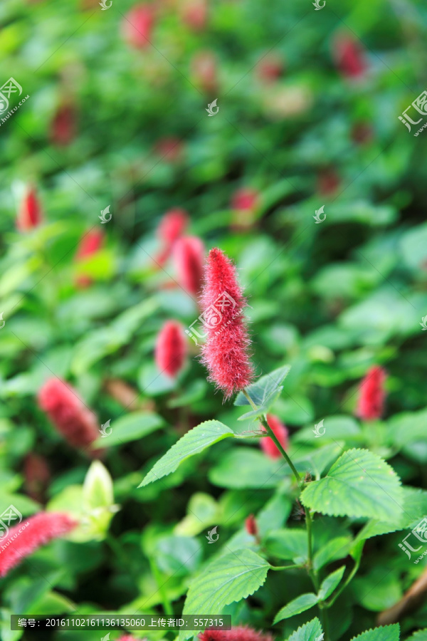 紅尾鐵莧 貓尾紅 細種狗尾紅