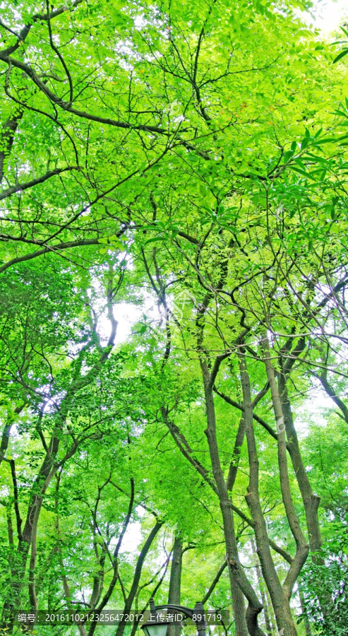 树叶背景,树林背景,阳光树林