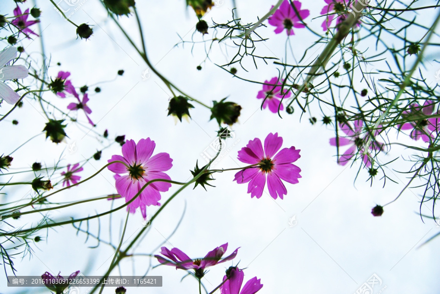 格桑花