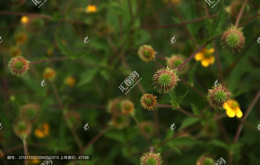 陕北高原,小黄花