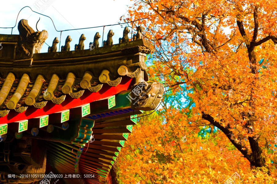 北京香山红叶