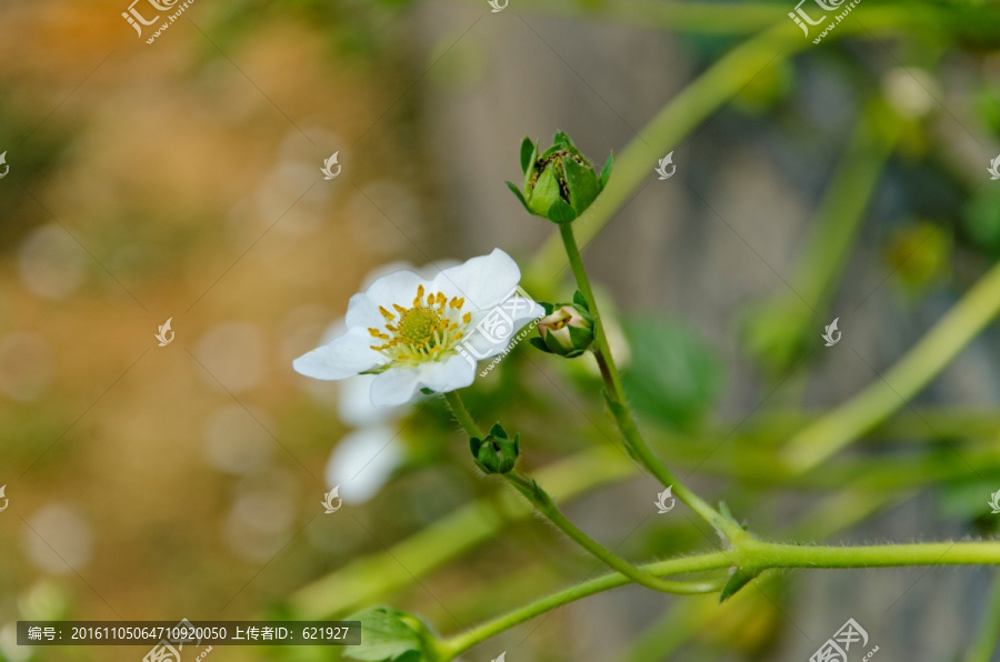 草莓种植