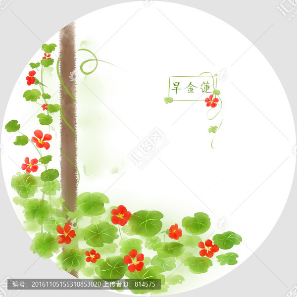 水彩旱金蓮