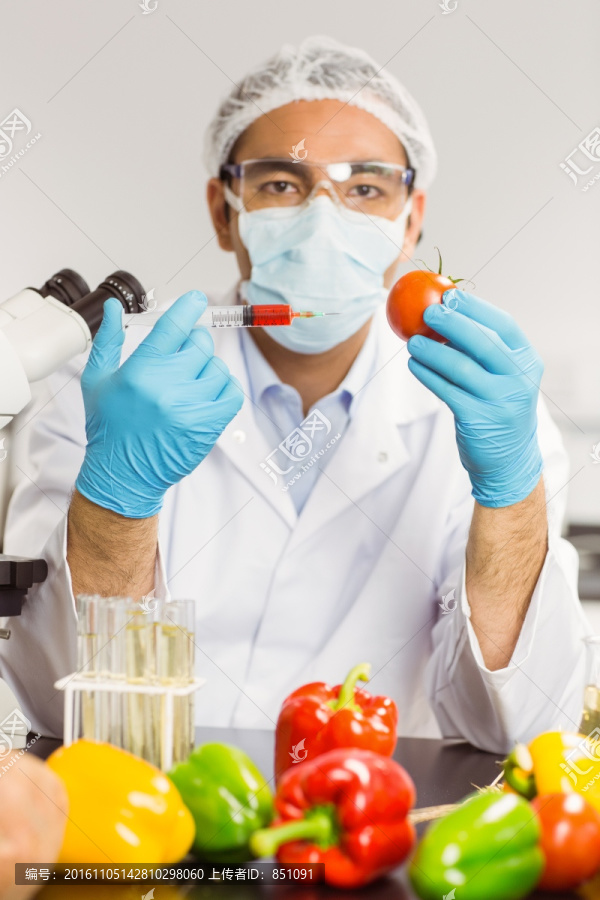 科学家为番茄做注射