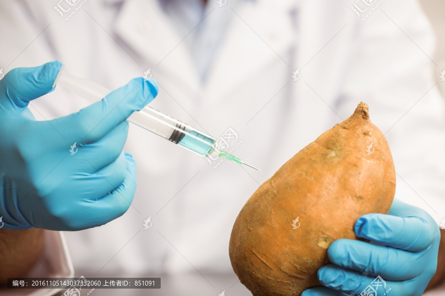 科学家为马铃薯做注射
