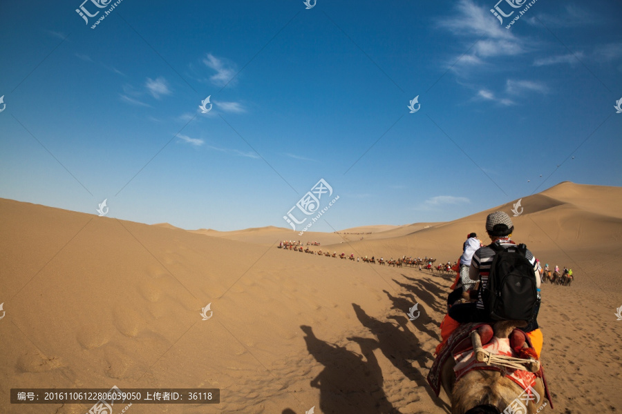 沙漠之舟骆驼队