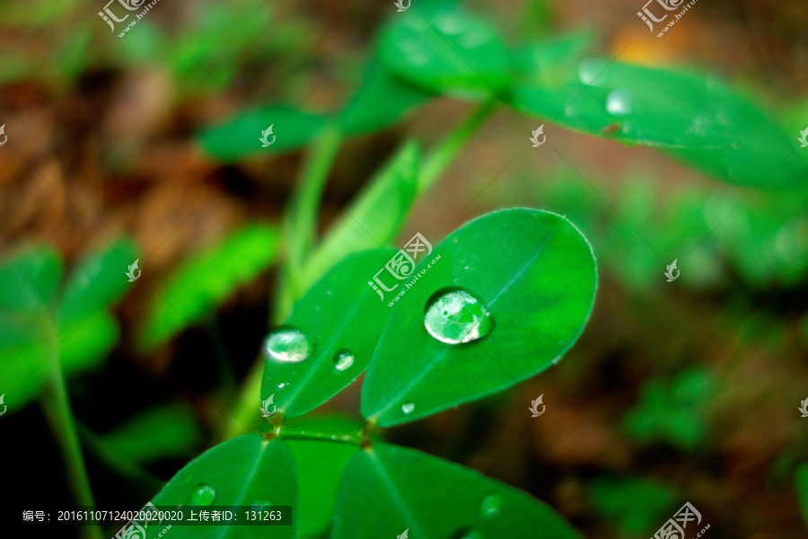 叶片上的水珠,水滴,花生叶