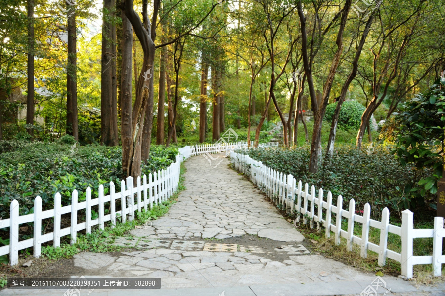 阳光小路