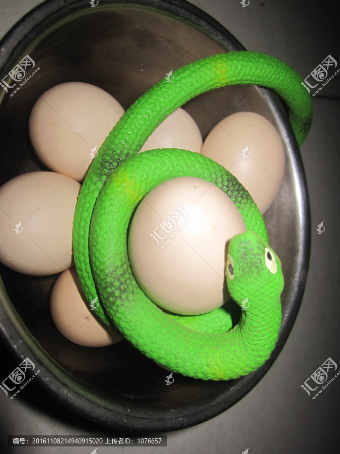 盘住鸡蛋的小青蛇