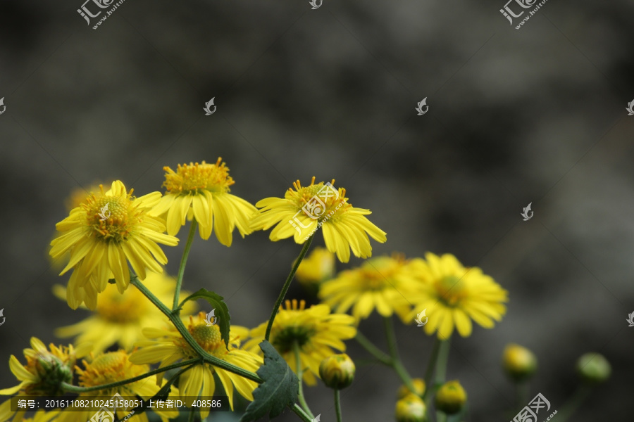 盛开的野菊花,花,花卉,花朵