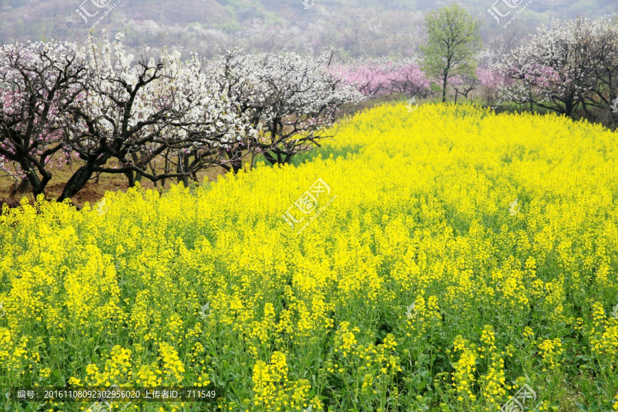 田园春色,油菜花开