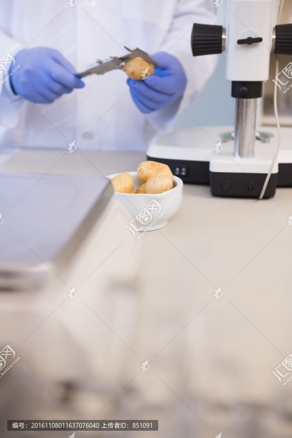 科学家测量土豆