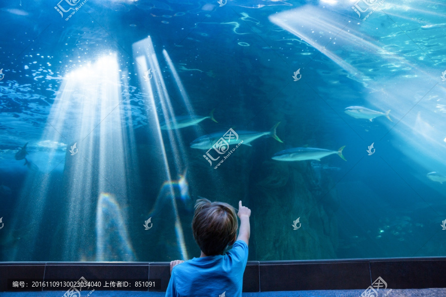 水族馆的海洋生物