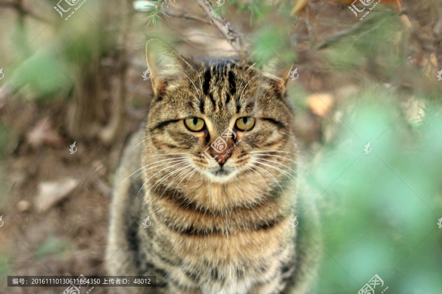 端坐的猫