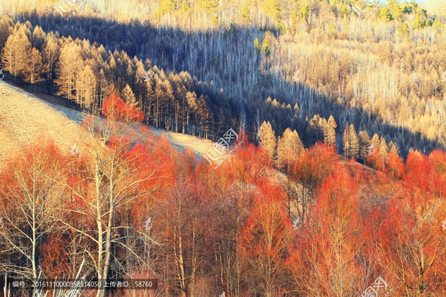 早春的紅柳風景