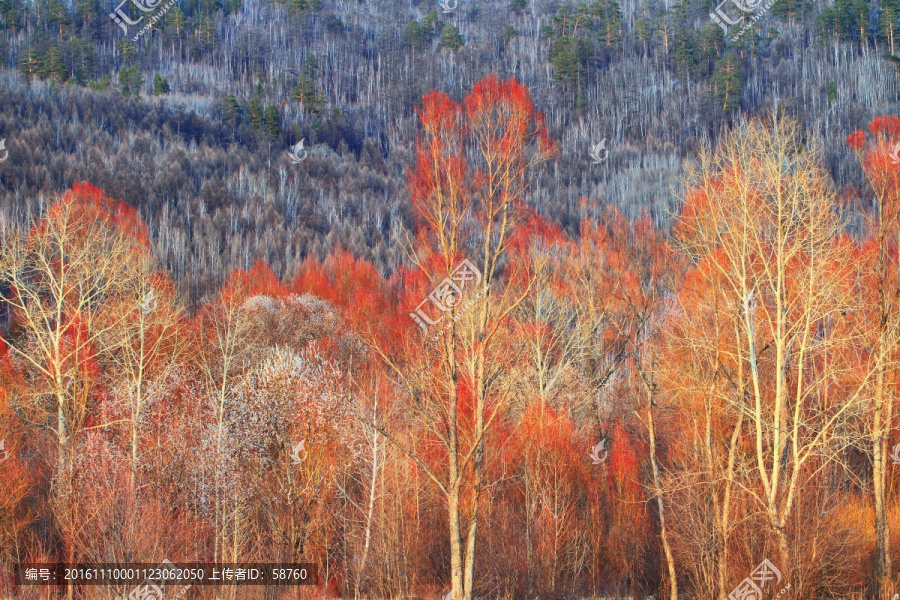 早春的紅柳風景