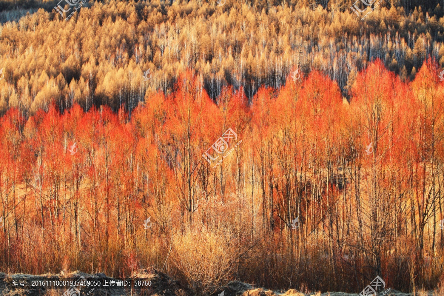 早春的紅柳風景