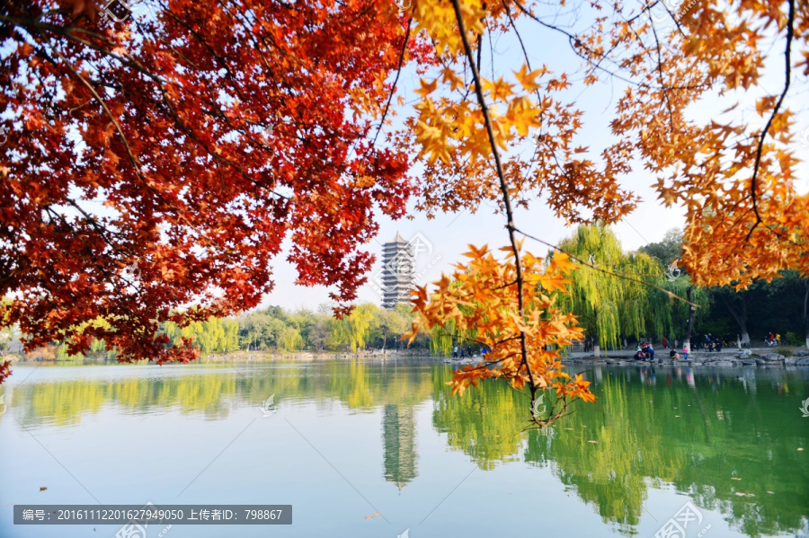 北京大学秋叶和未名湖