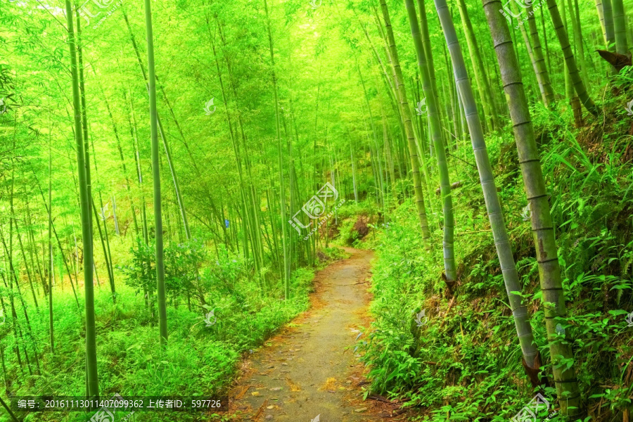 竹林小路