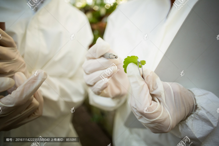 女科学家研究培养植物